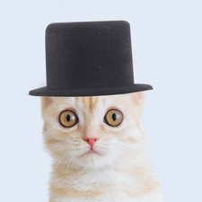 2 Pcs Miniature Doll Hats Tiny Party for Stuffed Animals Top Decorations
