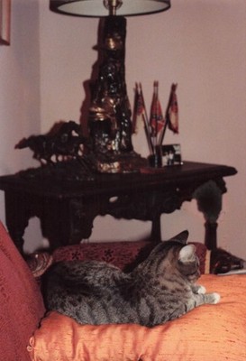 Tabby Cat 1970s Snapshot Photograph Domestic Scene Found Photo