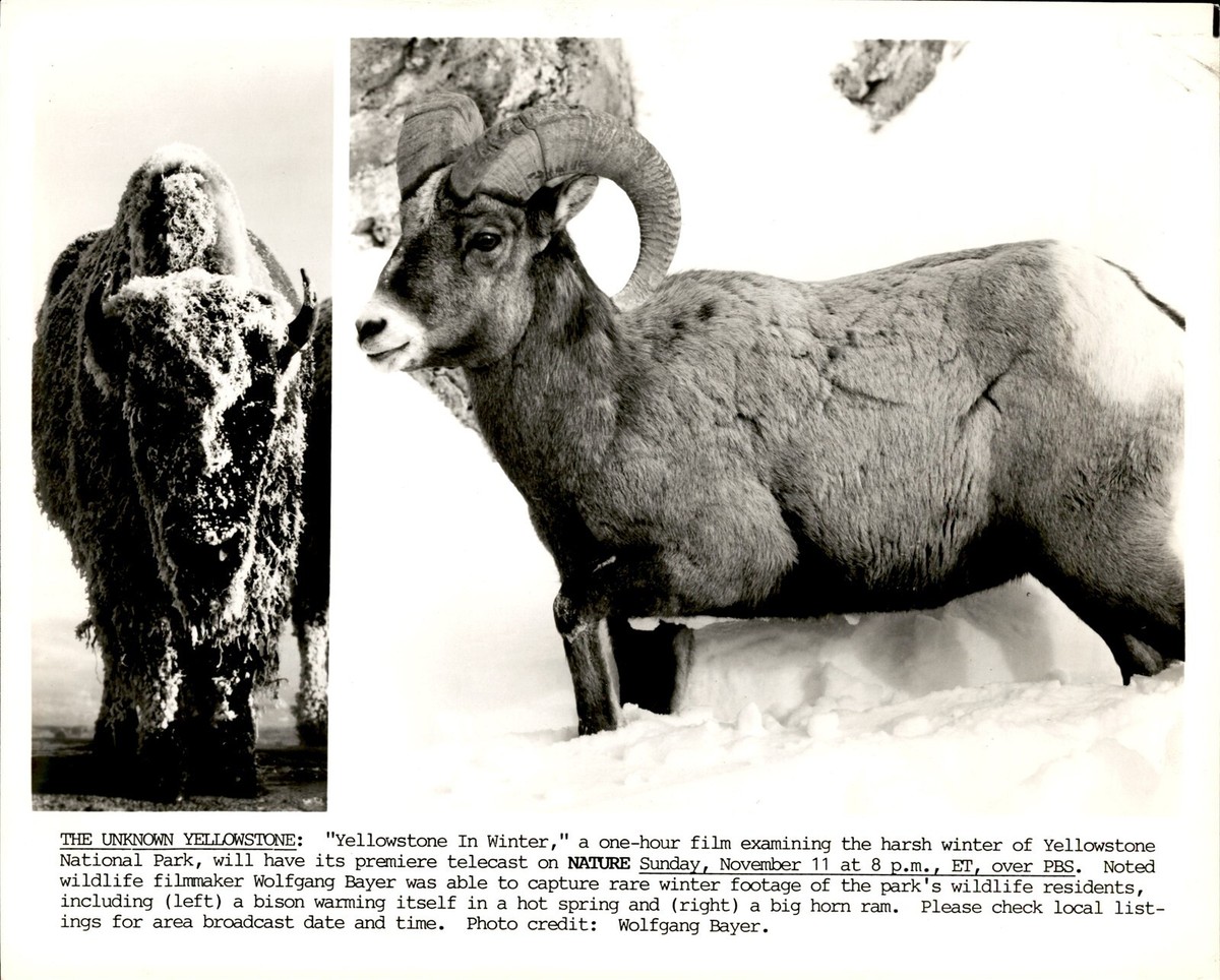 BAISON(•ө•)ページ GA159 Wire Photo YELLOWSTONE IN WINTER Bison in Ht Spring Big Horn