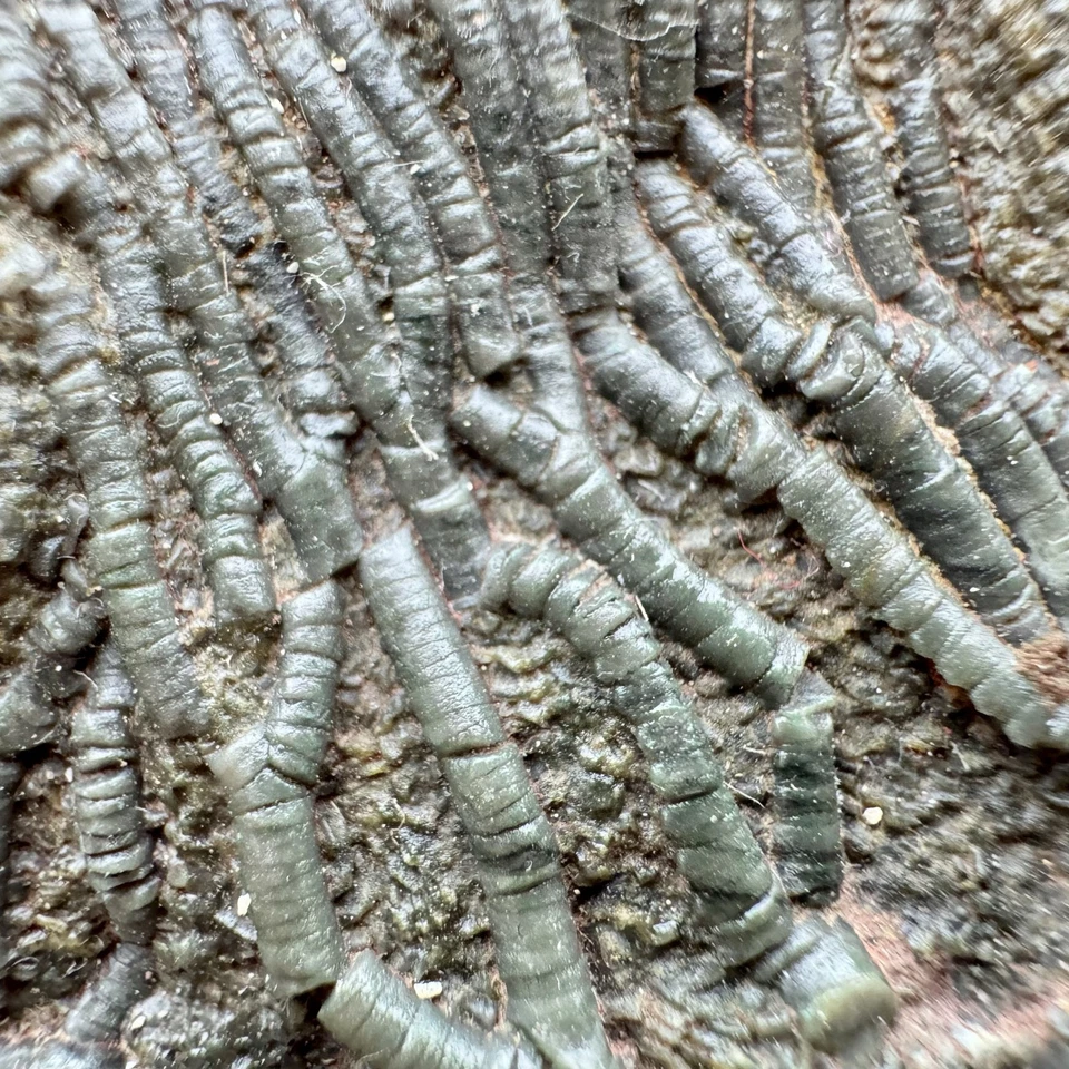 RARO Escifocrinitas elegans Cabeza Crinoide Fósil Devónico Marruecos Grado A Erfoud Foto 2 de 2