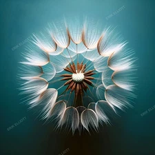 8x8 Art Print - Dandelion Pretty Flowers Photo Single Flower Nature Picture