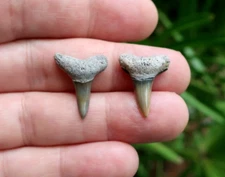 Lemon Shark (Negaprion) Fossil Teeth Bone Valley Florida