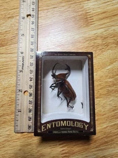 2011 UD Upper Deck Entomology Umbrella Horned Rhino Beetle ENT10 2.5X3.5" RARE
