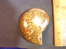 Nice polished ammonite, good for display, beautiful red and  translucent colors.