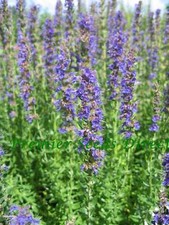 ORGANIC HERB  HYSSOP  500 FINEST SEEDS