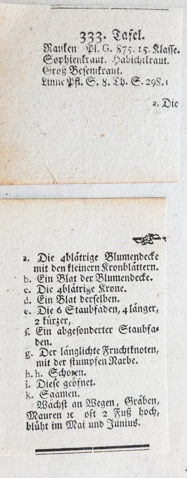 Besenrauke Kupferstich Icones Plantarum Medicinalium Zorn 1784 - Bild 4 von 4