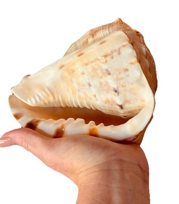 Natural Queen Helmet Conch Shell Large 6” Base Beautiful Browns
