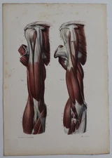 Anatomy Myology Anterior Arm Region Color Engraving 1844