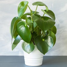 Peperomia Raindrop - Teardrop Peperomia | 20-30cm Potted Small Indoor Plant