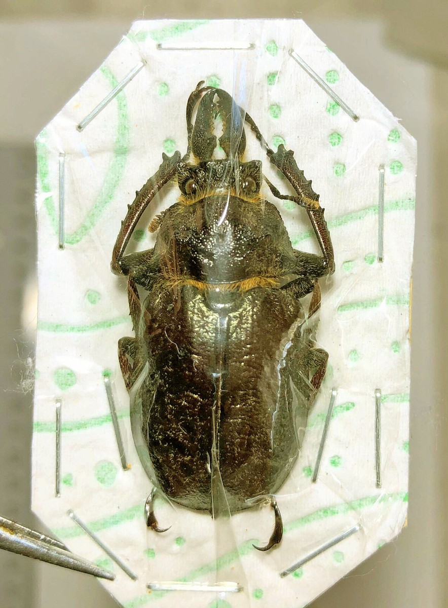LUCANIDAE Sphaenognathus kolbei?**** male 35/36mm***ECUADOR | eBay