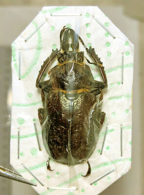 標本 Ecuador Sphaenognathus kolbei 34mm 標本 Ecuador Sphaenognathus kolbei 34mm Ecuador Sphaenognathus