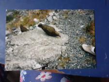 photograph o  Kea - NZ mountain parrot