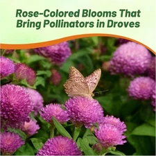 1000 Seeds Gomphrena Seed - Rose Gomphrena Globosa Flower Seeds