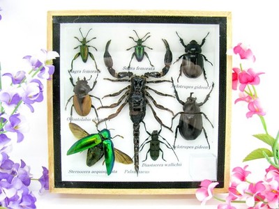 Unique piece - Real 3D prepared insects, showcase mural, museum quality a-s-47