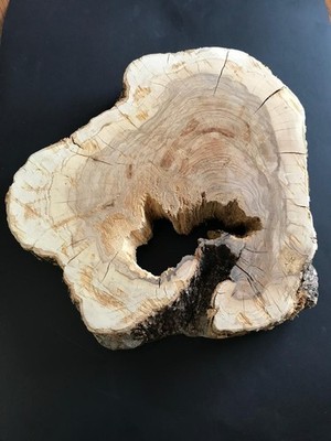 Olive Wood Slice For DIY Projects