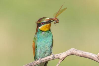 Wandbild: Europäischer Bienenfresser (Merops apiaster) thront auf einem [...]