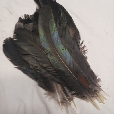 Real Chicken Feathers Craft  Fly Fishing Naturally Shed Black Green Purple Blue