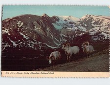 Postcard Big Horn Sheep Rocky Mountain National Park Colorado