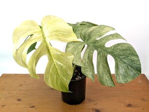 【希少】Monstera Deliciosa \