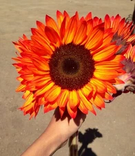 20 Orange Autumn Sunflower Seeds Plants Garden Plants rare flower colorful 