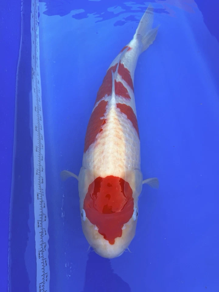 Kohaku 26”27” pulgadas Foto 3 de 4