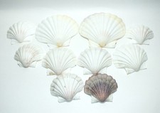 Florida Shell 10 Shells Scallops Natural Shells Beach Decor Small Dish Size S117