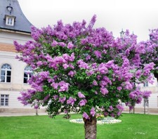 1-1000 PCS Late Lilac Tree Seeds Villous Syringa Villosa White Flower 0165