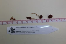 Drosera stolonifera ssp. compacta x macrantha ssp. macrantha LARGE TUBER BCP