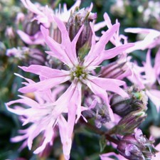 Ragged robin plug plants garden pink flowers evergreen hardy perennial Pack of 3