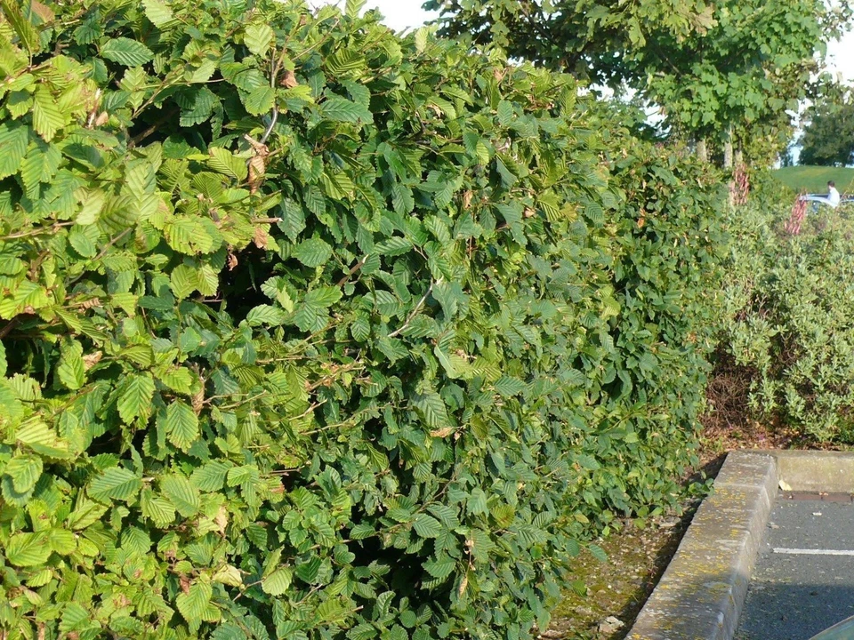 100 Native Hornbeam Hedging Plants 40-60cm Trees Hedge,2ft,Good For Wet Ground - Image 3 of 4