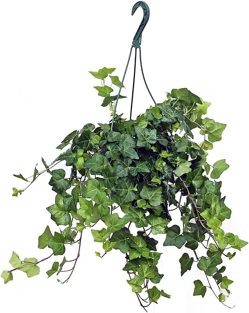 English Ivy Hanging Basket 8-Inch Pot Easy Care Indoor Houseplant Elegant Decor