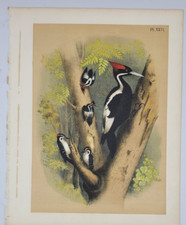 Ivory-Billed & Downy Woodpecker – 1878 Jasper vintage print – Chromolithograph