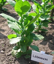 1000 Lebanese Izmir Tobacco Seeds ~  FAST Growing Heirloom Nicotiana Tabacum 