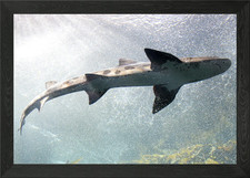 Leopard shark underwater Framed Wall Art Poster Canvas Print Picture