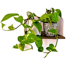GOLDEN POTHOS, Devils Ivy, Air Purifying Indoor House Plant, 60cm, potted