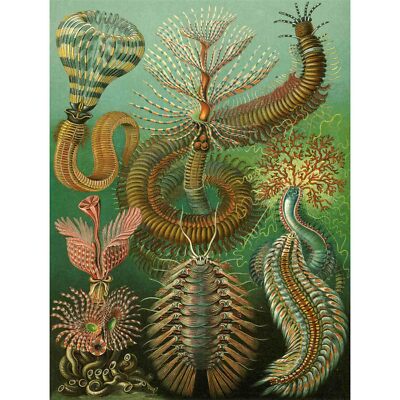 NATURE ART BIOLOGY MILLIPEDE ERNST HAECKEL GERMANY VINTAGE POSTER 866PY