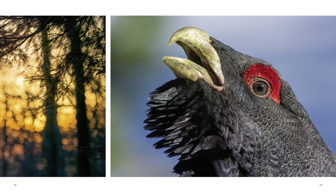 Thumbnail - Naturerlebnis Wilder Schwarzwald Gaby Hufler