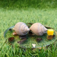 Melongenidae sycostoma pyrus fossils Hampshire North Yorkshire fossils