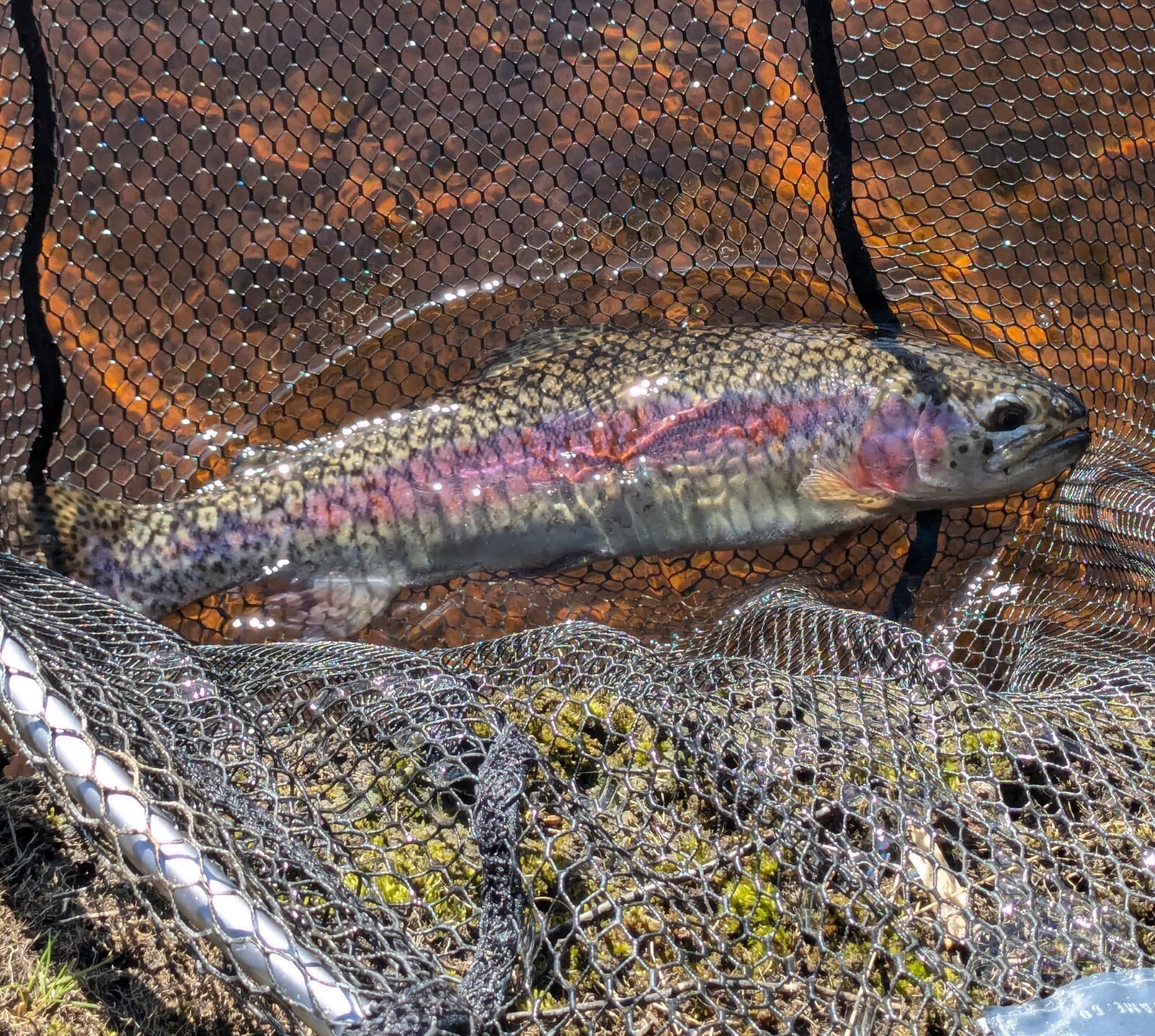 4 x Bloodworm Trout Fishing Buzzers Breathers Buzzer Fly Flies Size 12