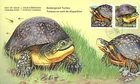 TURTLES = ENDANGERED = Official FDC with Se-Tenant pair from Booklet Canada 2019