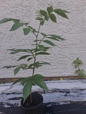 ICE CREAM BEAN TREE - SEEDLING - 1 YEAR OLD - 20" to  24" TALL