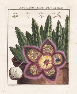 Tab IX Kaktus Fliegen Mücken fly flies Kupferstich Rösel von Rosenhof 1746