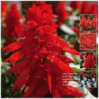 SALVIA Compact Red Rocket x20 Seeds. Compact fast growing plant with red flowers