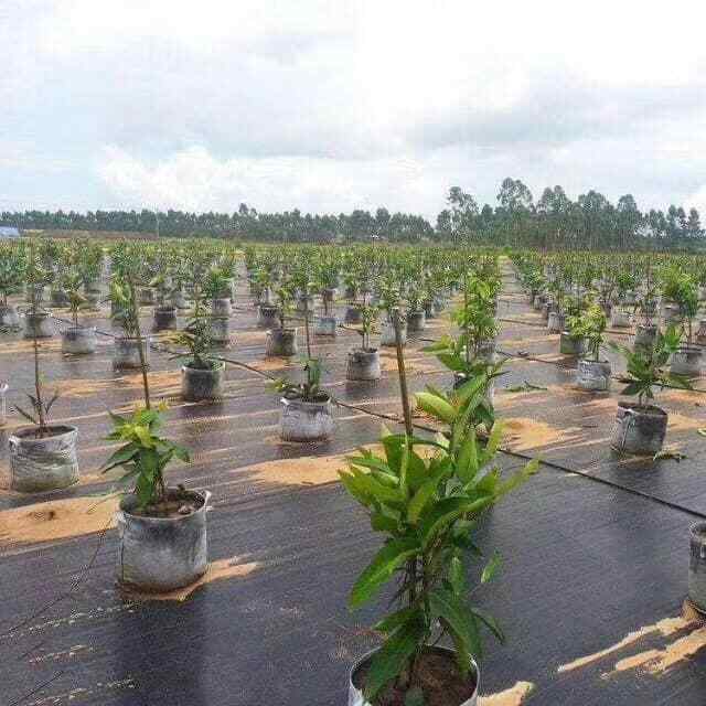 YVEN Weedmat Weed Control Mat Woven Fabric Gardening Length 5m/10m/25m