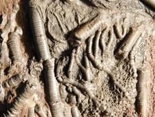 Larger! 430 Million Year Old! CRINOID Fossil or Sea LILY Fossil Morocco 702gr