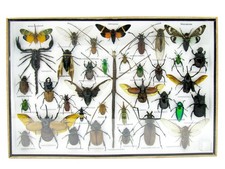 Einzelst&uuml;ck - echte pr&auml;parierte Insekten und Krabbler - 3D Schaukasten 1-A-XL-06