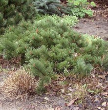 Flache Zwerg Kiefer Krauskopf 25-30cm - Pinus mugo