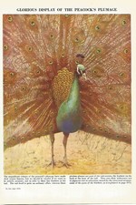 BIRDS NICE COLOUR PEACOCK CHEAP DECOR GREAT IN A FRAME OR FRAMED OLD PAGE print