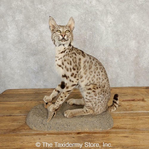 stuffed bobcat