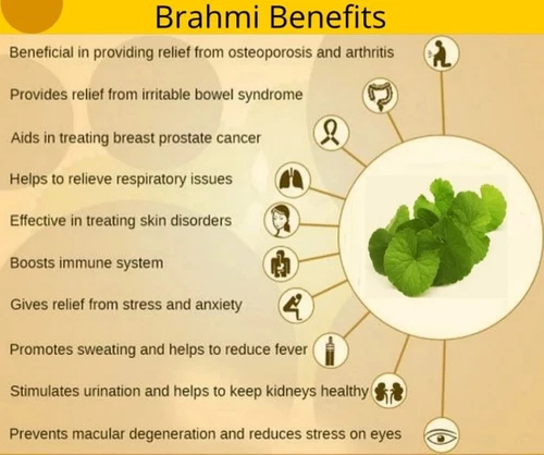 Kottakkal Ayurveda Brahmi Ghritam (150g) Herbal Ayurvedic Mind Wellness - Picture 5 of 6
